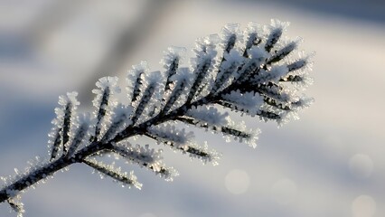 Snowy Pine Branch Against Winter Sky Nature Landscape Scenery
