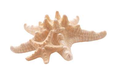 Starfish isolated on white background