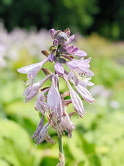 splendid blossoming hosta in landscape