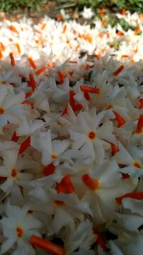 Fallen Night Jasmine Flowers on the Ground with Soft Natural Light. Night Jasmine Morning Flowers Cinematic video.