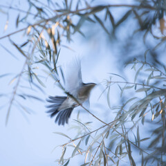 Peace a little bird starting flying