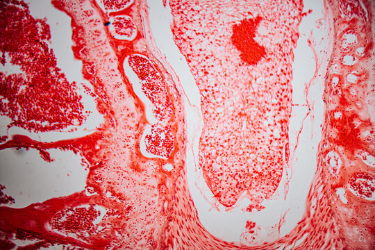 Microscopic image of human skeletal muscle tissue showing organized striated fibers stained in red, highlighting muscle bundles and connective tissue divisions.