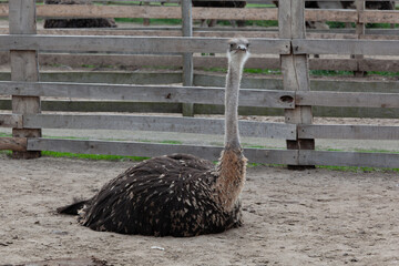 One Ostrich Sitting On Ground In Enclosure