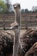 Two Ostriches Portrait Close Up At Farm In Daylight