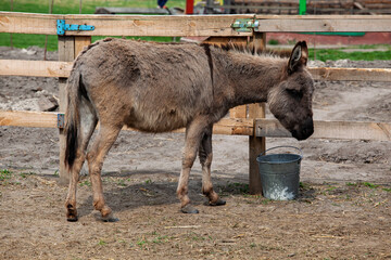 Gray Donkey Standing Near Water Bucket In Farm Enclosure