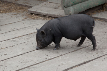 Black Pot Bellied Pig Standing On Wooden Farm Floor