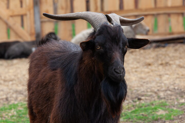 Black Goat Portrait with Horns and Beard at Farm