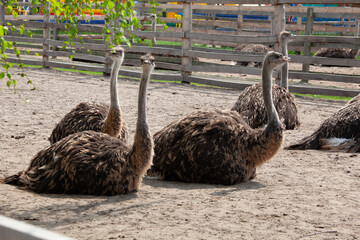 Group Of Ostriches Resting On Sandy Ground At Farm