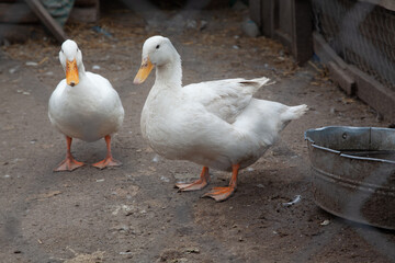 Two White Domestic Ducks Standing On Rural Farm