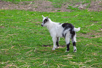 Little Black And White Baby Goat Standing On Green Grass