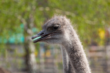 Ostrich Head Profile With Open Mouth On Farm