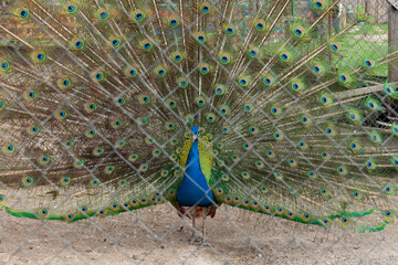 White Peacock Standing On Rural Farm Ground