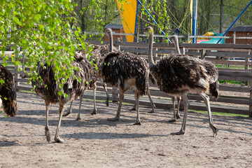 Group Of Ostriches Walking In Farm Enclosure
