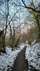narrow path through the forest in the winter