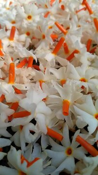 Fallen Night Jasmine Flowers on the Ground with Soft Natural Light. Night Jasmine Morning Flowers Cinematic video.