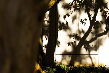 The sycamore leaves in the afternoon sun