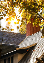 The sycamore leaves in the afternoon sun
