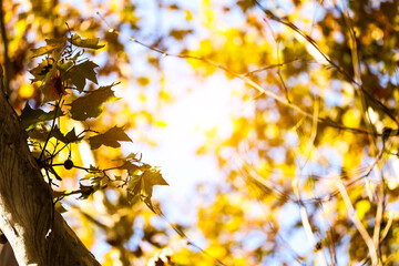 The sycamore leaves in the afternoon sun