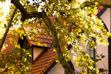 The sycamore leaves in the afternoon sun