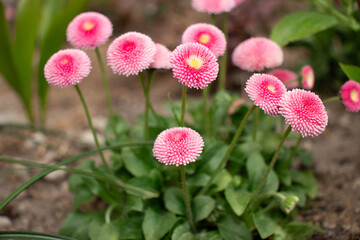 Bush with pink Bellis blooms