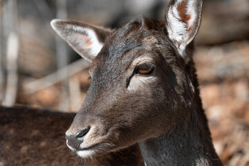 Portrait of a female fallow deer (Dama dama)