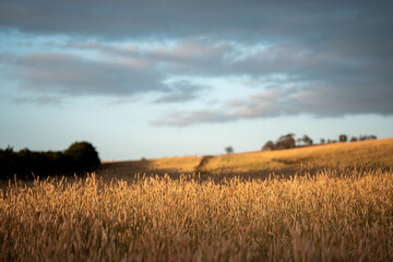 pasture and grass in a paddock on a regenerative organic flowers in a field in summer © William