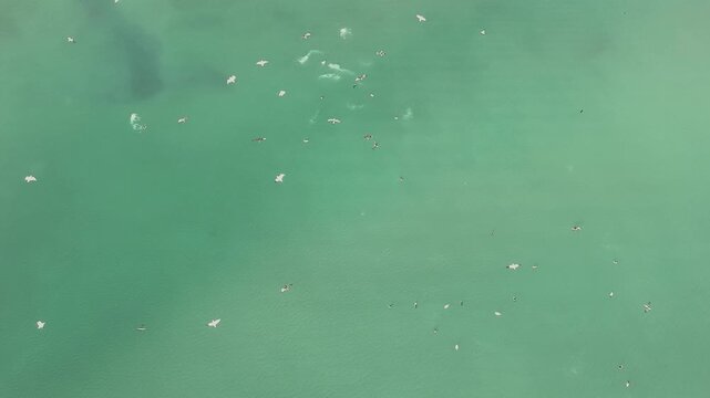 vista a&eacute;rea de una gaviotas cazando peces en el mar	