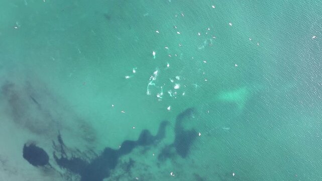 vista a&eacute;rea de una gaviotas cazando peces en el mar