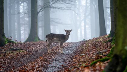 Generative AI a deer in the misty forest