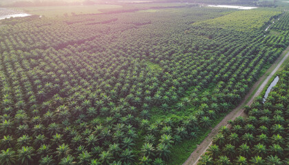 Generative AI. a field of palm oil trees 