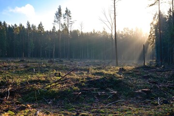 Deforested forest clearing with tree stumps and fallen branches at sunrise. Sun rays through remaining trees highlight environmental impact, logging activity
