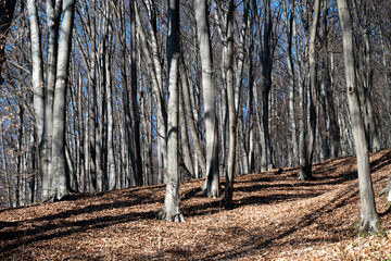 Autumn landscape forest. Scenic view of autumn trees in forest