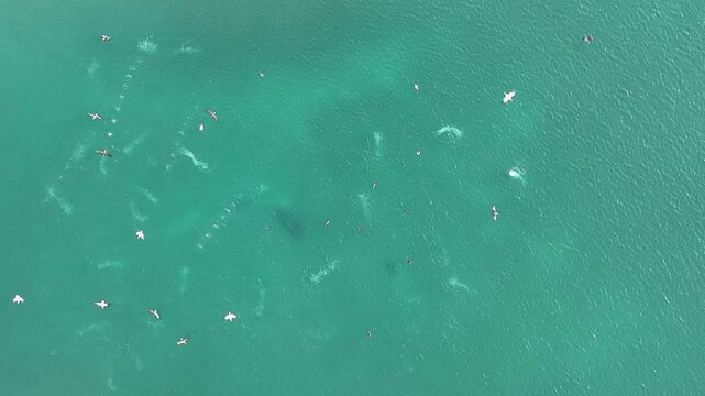 vista a&eacute;rea de una gaviotas cazando peces en el mar