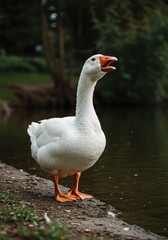 Obraz premium Aggressive white goose with its orange beak wide open, loudly squawking or hissing while standing near the water's edge ,beak ,fowl ,feather