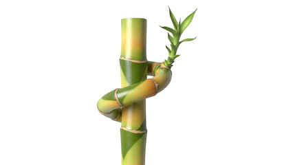 Twisted green and yellow bamboo stalk with new growth against black background image