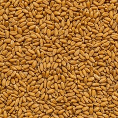 Fototapeta premium Close-up view of golden cereal grain kernels spread out to form a rough, organic surface texture, ideal for agricultural backdrop design ,seeds ,healthy ,crop