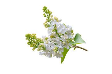White lilac flowers isolated transparent png, Syringa vulgaris