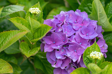Purple hydrangea macrophylla bloom framed by green Leaves and yellow buds