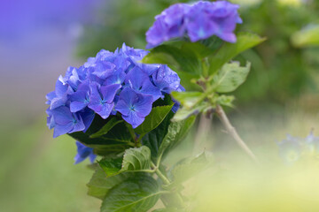 Blue hydrangea macrophylla flowers with dew drops and soft bokeh background