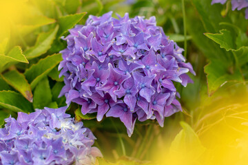 Purple hydrangea macrophylla flowers contrasting with yellow wildflower bokeh