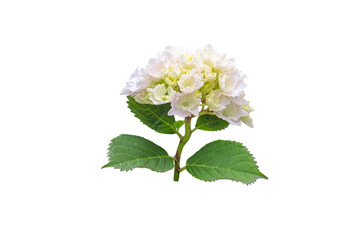 Pink yellow hydrangea macrophylla bud on branch isolated transparent png