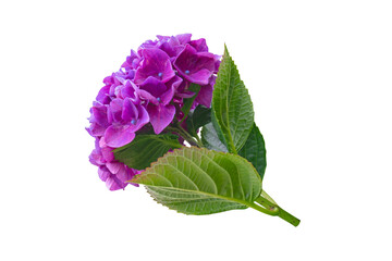 Purple bigleaf hydrangea inflorescence side view isolated transparent png. Hydrangea macrophylla. Hortensia Flower.
