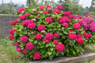 Abundantly blooming bigleaf hydrangea with bright red flowers in garden. Hydrangea macrophylla