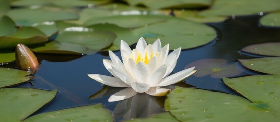 A serene white water lily blooms gracefully amidst lush green lily pads on still water.