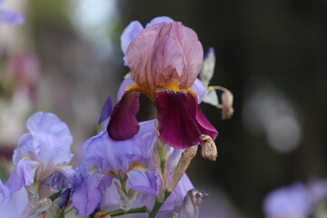 fiori di iris in primavera in un giardino