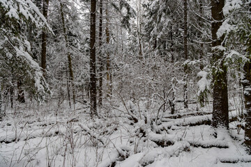 dense winter forest with snow-covered pine trees and underbrush