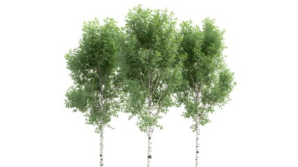 Naklejka premium A single tall young tree with green foliage and a branch of leaves grows above a small patch of fresh spring grass isolated on a white background for nature and ecology