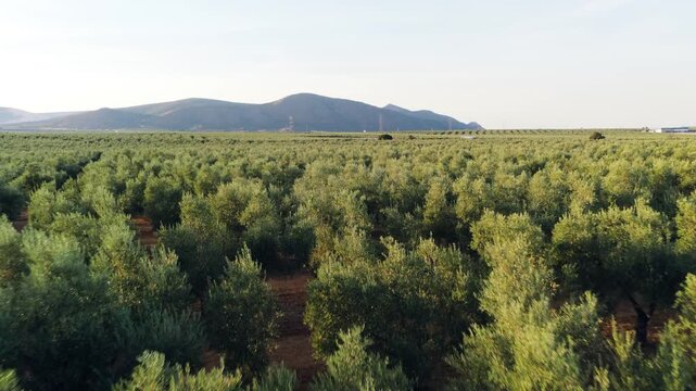 Expansive aerial perspective flying over a vast olive grove plantation. Green olive trees are planted in symmetrical rows, with mountains visible in the distance