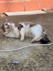 A fluffy long-haired brown tabby-and-white cat rolls playfully on rough concrete with its belly up and tongue out in joy. Paws raised in the air, thick fur fluffed