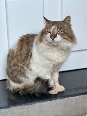 A fluffy long-haired brown cat with white chest, belly, and paws sits calmly on a dark doorstep before a white door.